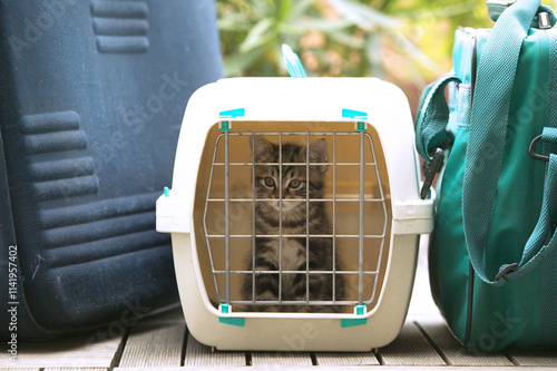 CHATON TRANSPORT