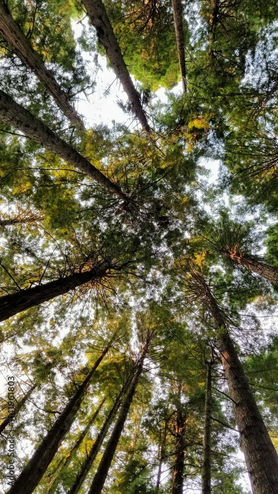 Fototapeta premium The beauty of nature