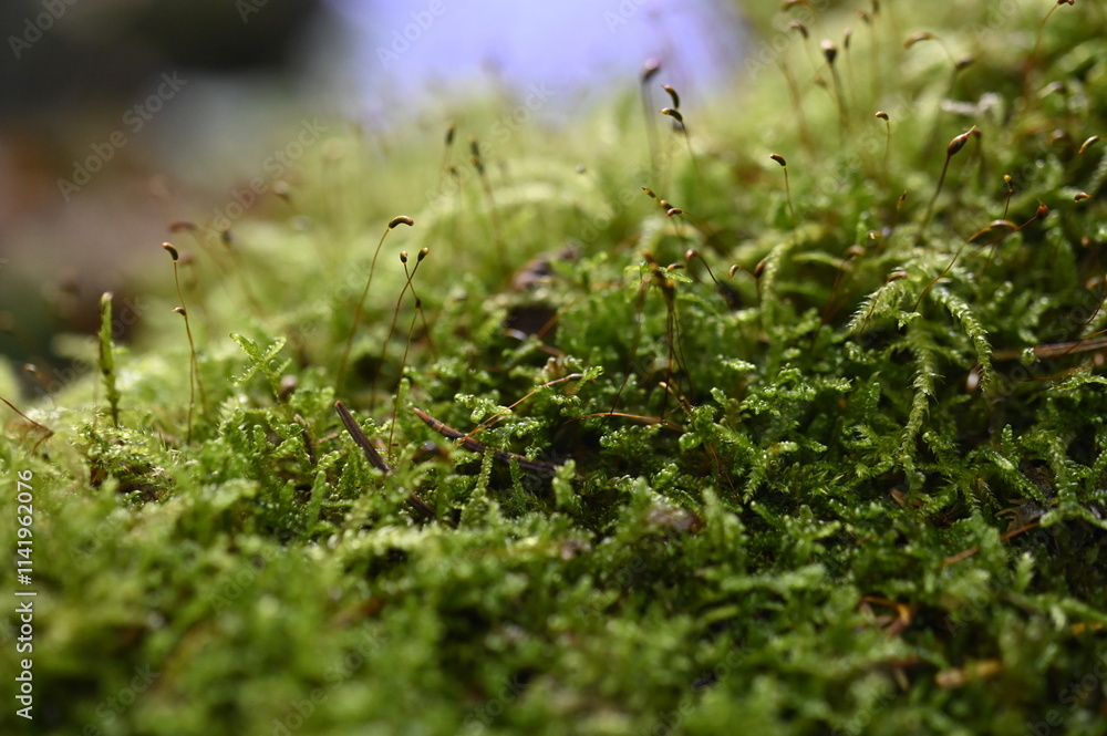 moss on the grass moss on the grass