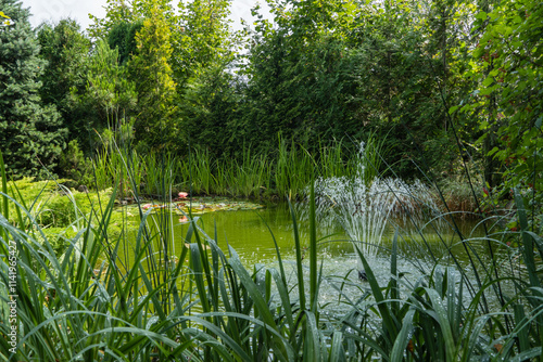 Magical garden pond with blooming water lilies and lotuses. Spruce, tui and other evergreens on shore are reflected in water surface of  pond. Atmosphere of relaxation, tranquility and happiness