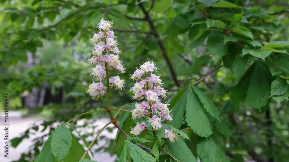 Flowering horse chestnut tree in the park. Flowering horse chestnut tree in the park.