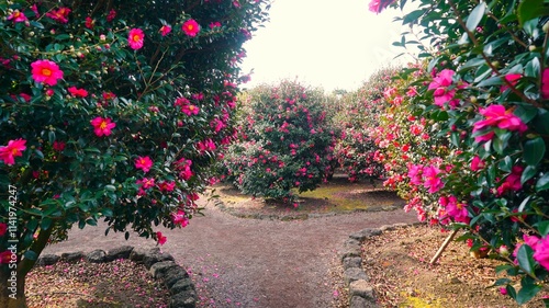 Camellia trees full of red camellia flowers blooming in December