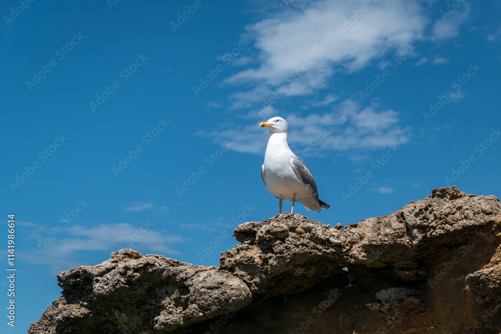 Gaivota pousada sobre uma rocha com um céu azul com algumas nuvens esparsas ao fundo Gaivota pousada sobre uma rocha com um céu azul com algumas nuvens esparsas ao fundo