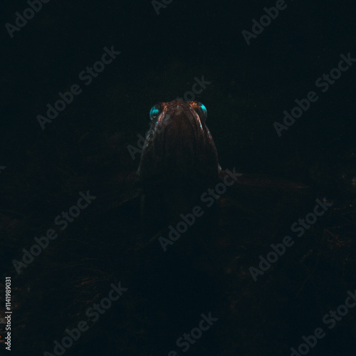 Poisson abyssal, profondeurs de l'océan, prédateur bioluminescent.