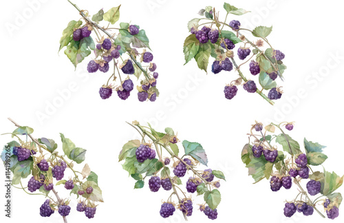 blackberry branch watercolor clipart