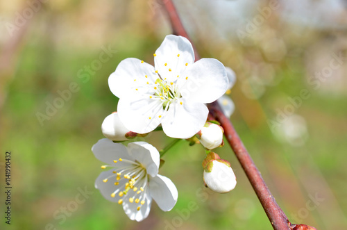 a white flower of the cherry tree in bloom macro  