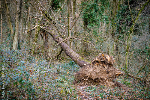 L'arbre déraciné photo