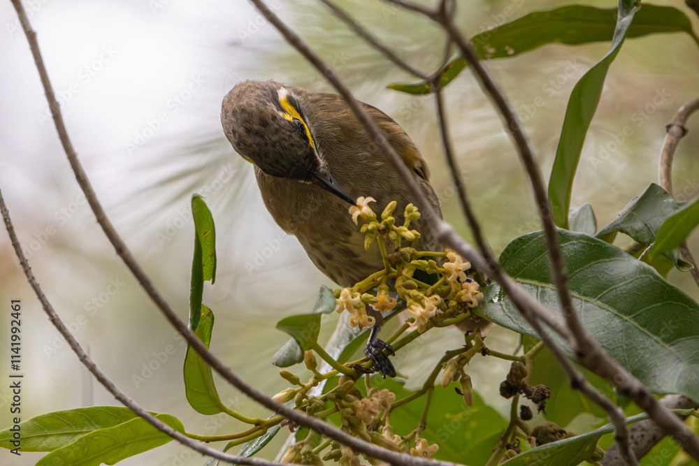 A Yellow-faced Honeyeater feeding from a flower A Yellow-faced Honeyeater feeding from a flower