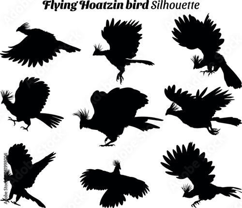 Flying Hoatzin bird silhouette illustration set