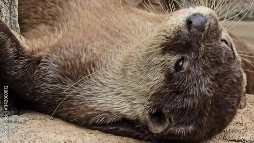 playful otter or known as Aonyx cinereus living around river bank, showcasing its intricate fur texture and natural habitat with its companion