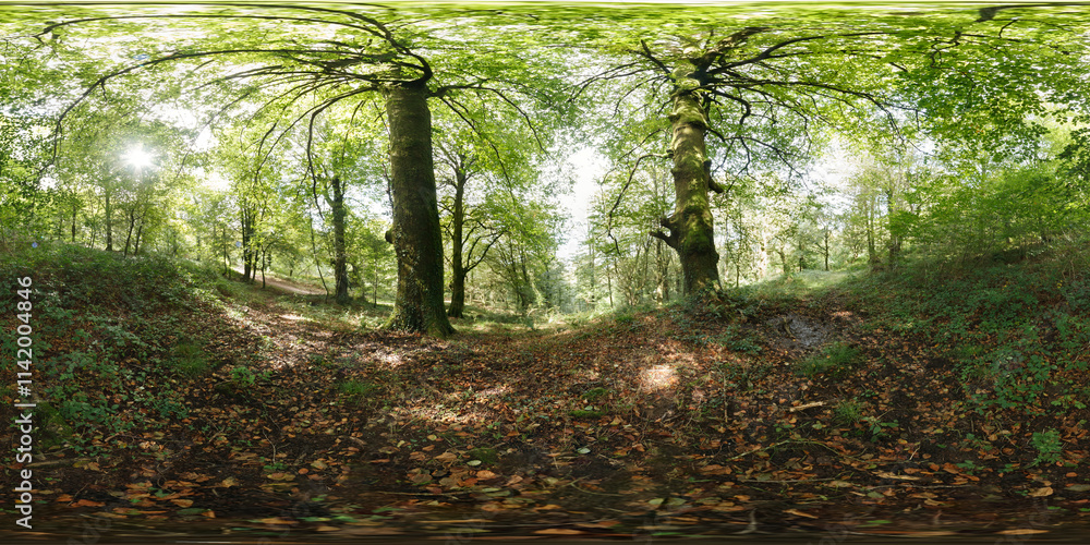 Obraz premium 360º immersive panoramic photography of a forest in autumn