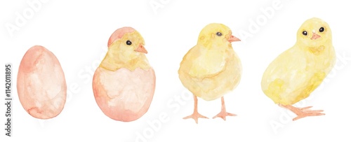 The chicken hatches from the egg. The development of poultry. The process of giving birth to a cute yellow poultry. Watercolor illustrations of chickens