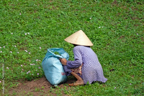 Vietnamese farmer collecting crops on a green field, wearing traditional conical hat photo