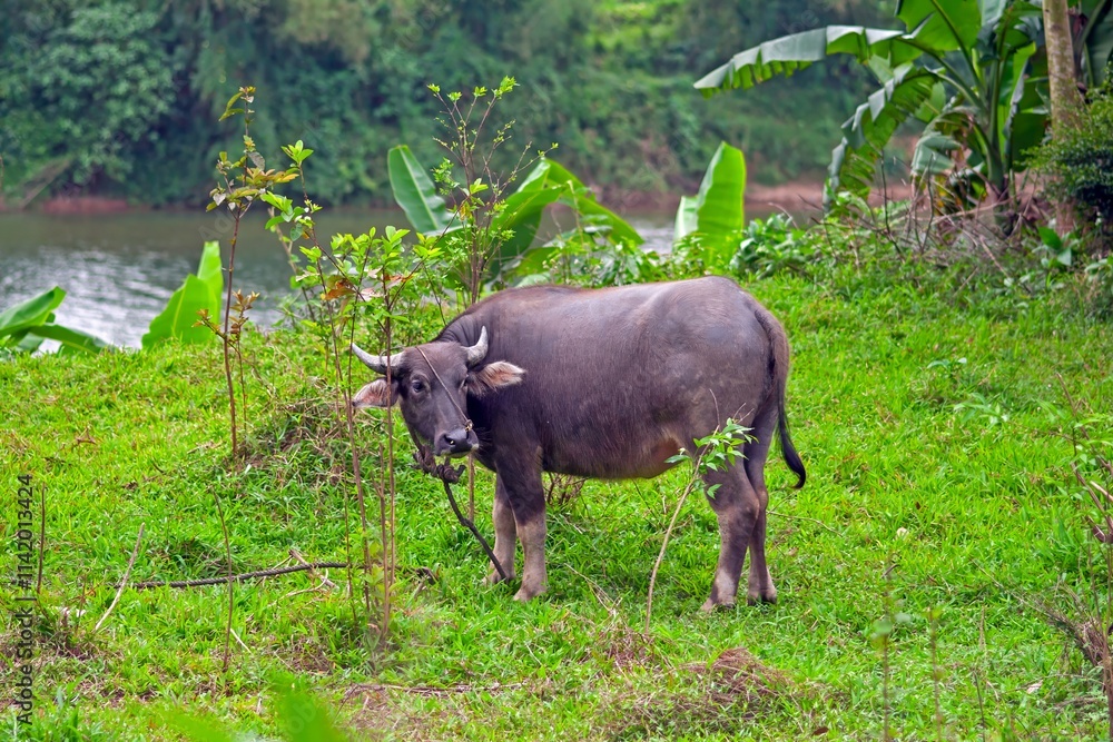 A young water buffalo grazing in a lush green field near a river with banana trees in the background A young water buffalo grazing in a lush green field near a river with banana trees in the background