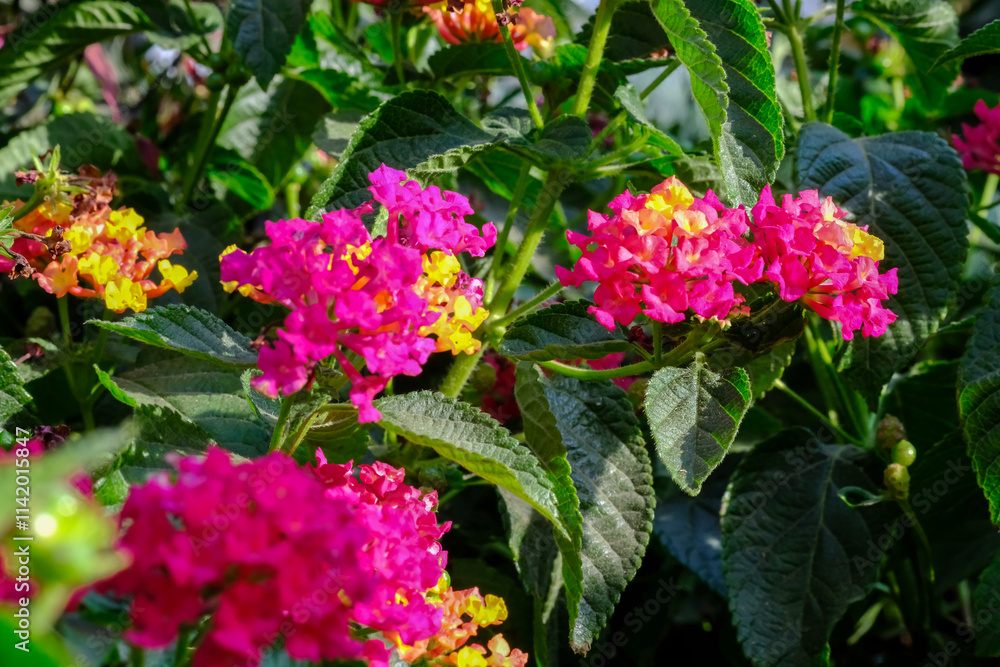 Lantana camara, also known as Spanish Flag or West Indian Lantana, Lantana camara, also known as Spanish Flag or West Indian Lantana,