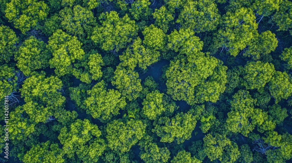 Aerial view of beautiful mangrove Aerial view of beautiful mangrove