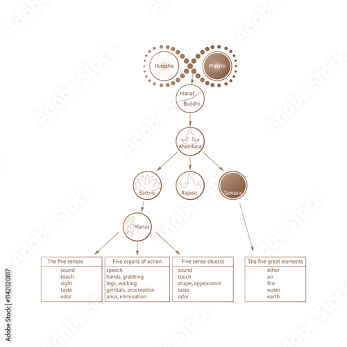 Ayurveda. Theory of manifestation. Purusha, prakriti, elements of ayurveda. Indian alternative medicine. Sattvic, rajasic, tamasic. Infografic. Vector illustration