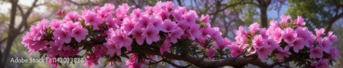 Azaleas blooming on a tree branch with pink and purple flowers , bloom, nature