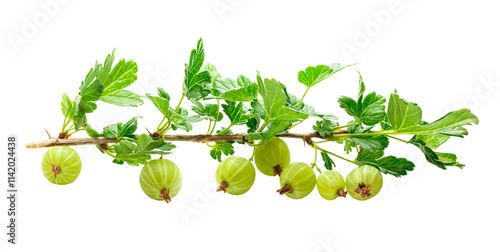 Quadro su tela Branch of fresh gooseberry