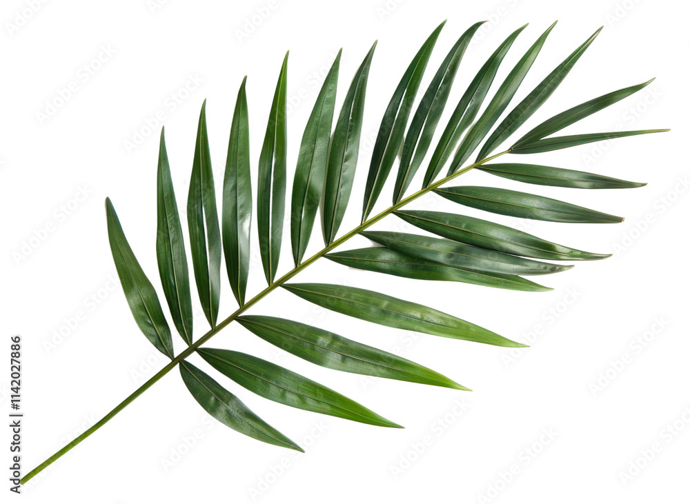 Palm leaf plant tree fern. Palm leaf plant tree fern.