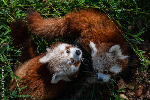 Foto Pair of lovely young little red panda cubs (Ailurus fulgens) with bamboo