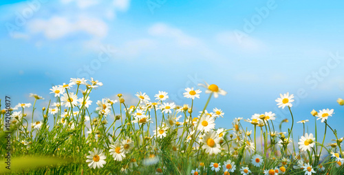 Beautiful spring summer meadow with daisies flowers against the background of bright blue sky with white clouds in nature. Natural landscape with a field of chamomiles.
