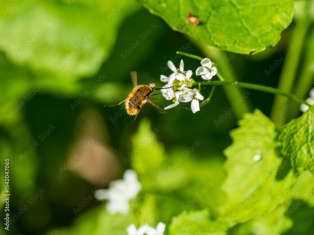 Dark-edged Bee-fly Feeding on Garlic Mustard Dark-edged Bee-fly Feeding on Garlic Mustard