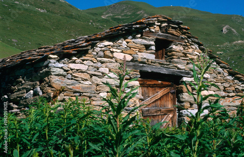 Bergerie; mouton; rhubarbe des moines; rumex alpinus; région Rhone Alpes; Tignes; 73, Savoie, France photo