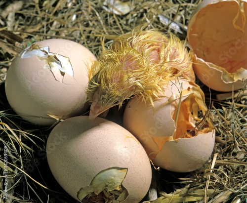 Quadro em tela Eclosion de poussin de poule