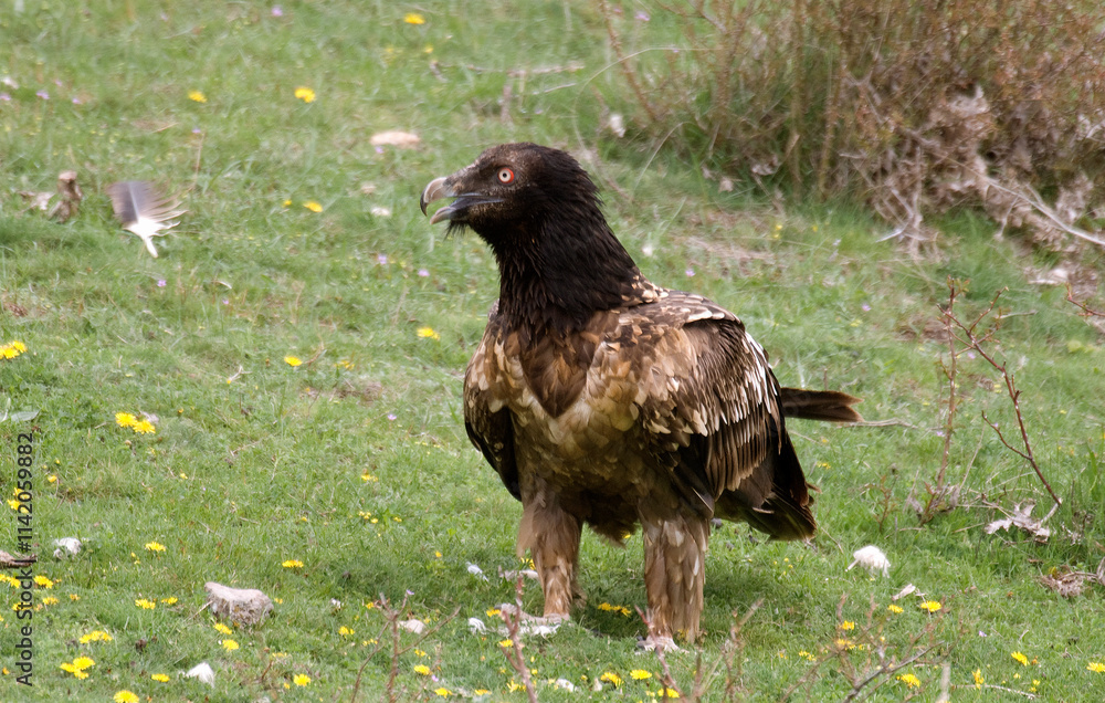 Fototapeta premium Gypaète barbu, .Gypaetus barbatus, Bearded Vulture, Pyrénées