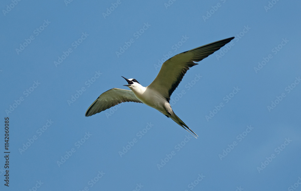 Fototapeta premium Sterne fuligineuse,.Onychoprion fuscatus, Sooty Tern, Ile Bird Island, Réserve naturelle, Iles Seychelles