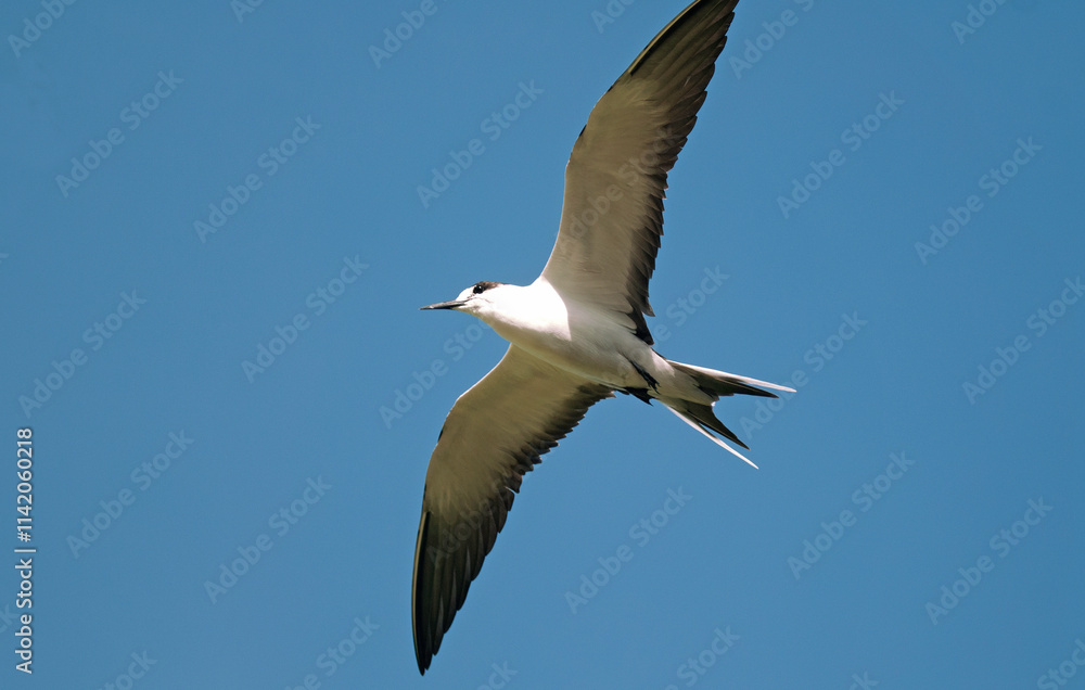 Fototapeta premium Sterne fuligineuse,.Onychoprion fuscatus, Sooty Tern, Ile Bird Island, Réserve naturelle, Iles Seychelles