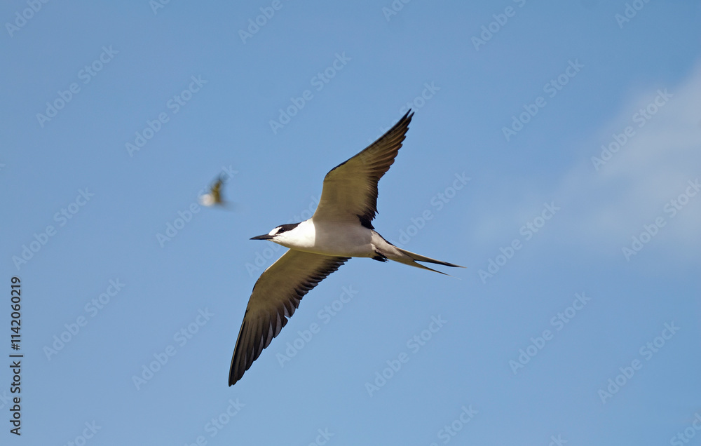 Sterne fuligineuse,.Onychoprion fuscatus, Sooty Tern, Ile Bird Island, Réserve naturelle, Iles Seychelles