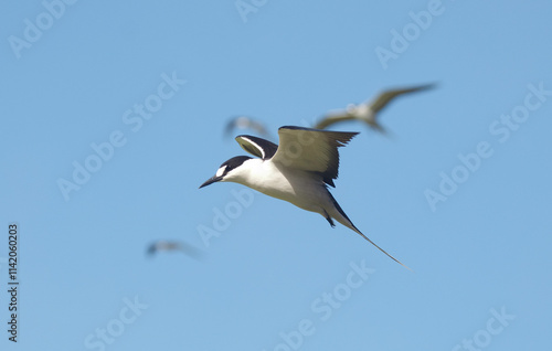 Sterne fuligineuse,.Onychoprion fuscatus, Sooty Tern, Ile Bird Island, Réserve naturelle, Iles Seychelles photo