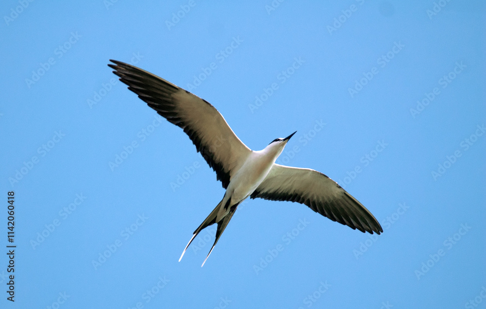 Fototapeta premium Sterne fuligineuse,.Onychoprion fuscatus, Sooty Tern, Ile Bird Island, Réserve naturelle, Iles Seychelles