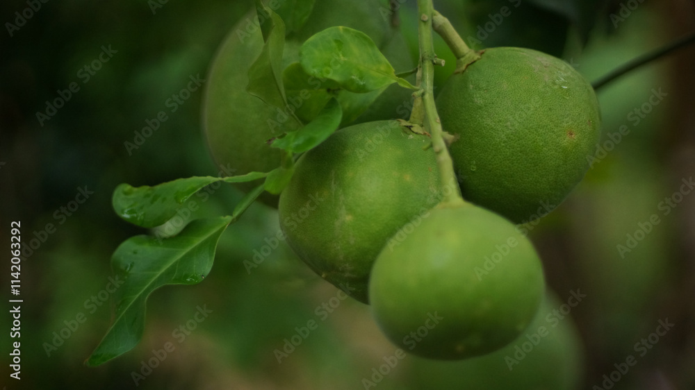 Green pomelo fruit is a citrus fruit that has vitamin C benefits, with a round shape. Pomelo is also known as Balinese orange Green pomelo fruit is a citrus fruit that has vitamin C benefits, with a round shape. Pomelo is also known as Balinese orange