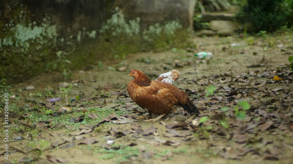 Fototapeta premium The mother hen is brown with white chicks