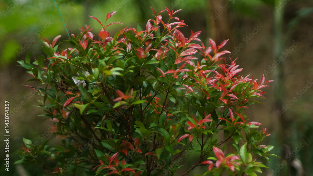 Close up of Red and Green leafed plants in a Tropical Garden, this plant is one of the species of the Genus Syzygium Close up of Red and Green leafed plants in a Tropical Garden, this plant is one of the species of the Genus Syzygium