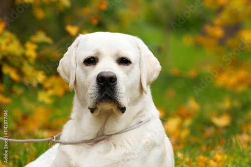 yellow labrador retriever in summer close up