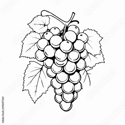 grapes outline vector illustration with cluster and vine details