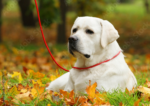 yellow labrador retriever in summer close up