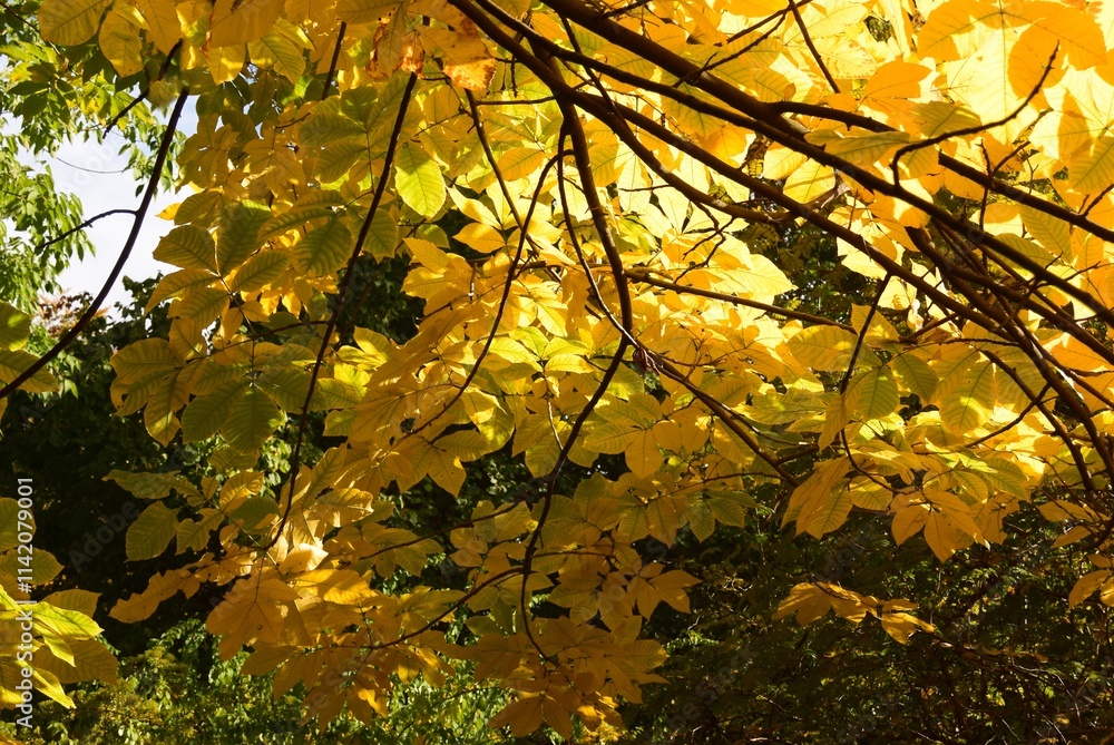 Carya cordiformi tree with yellow foliage at autumn Carya cordiformi tree with yellow foliage at autumn