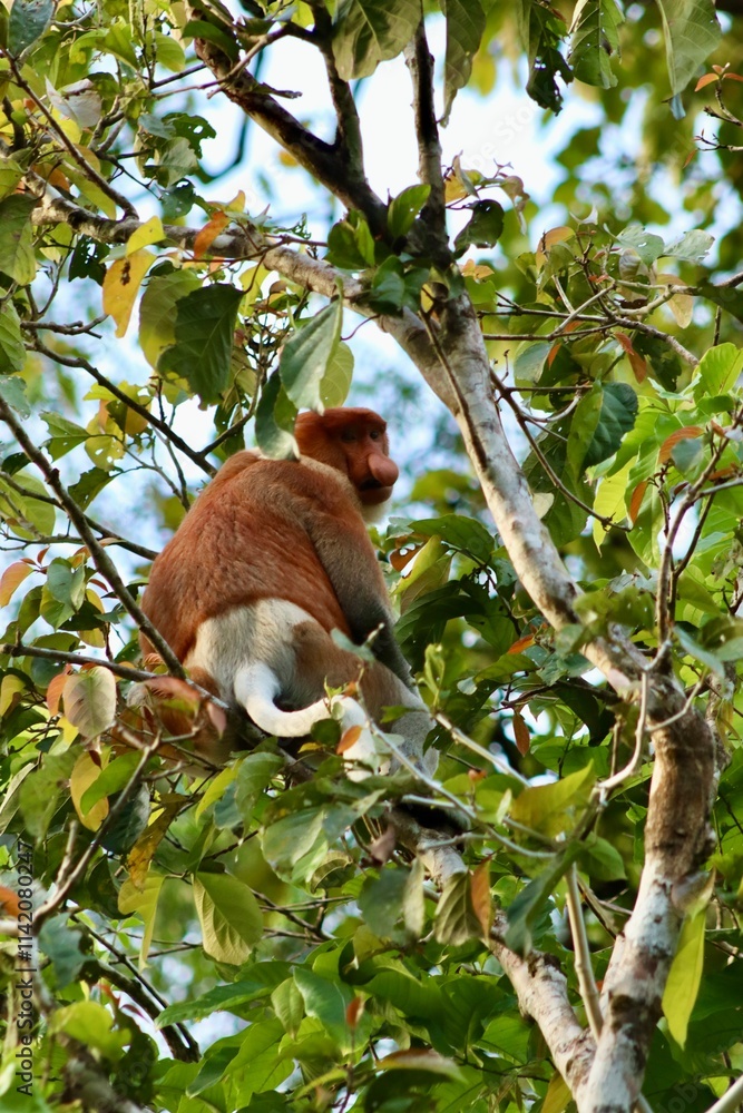 Obraz premium Male proboscis monkey on a tree
