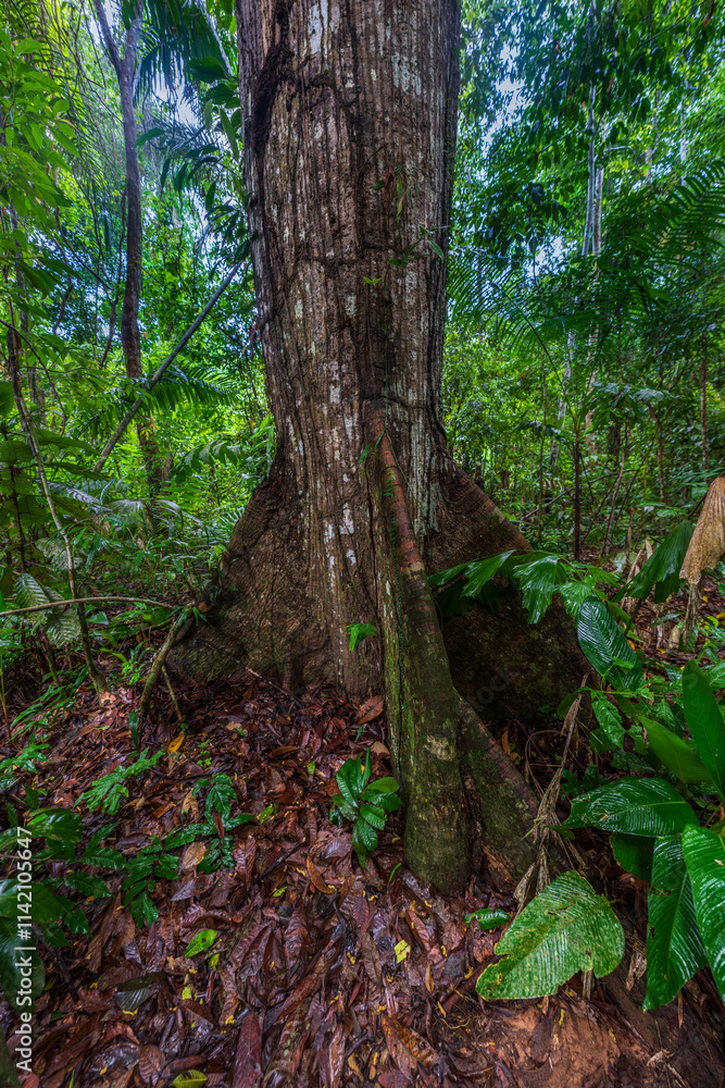 very beautiful and interesting trees and plants of the Amazon forest very beautiful and interesting trees and plants of the Amazon forest