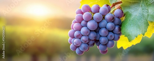 Grape vine with rich purple grapes hanging in large clusters, sunlight creating dappled light through the grape leaves, symbol of winemaking, luxury, and nature s harvest photo