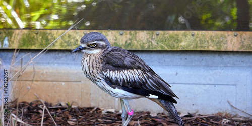 Bush Thick-Knees are one of the many bird species which call Caversham wildlife park home photo