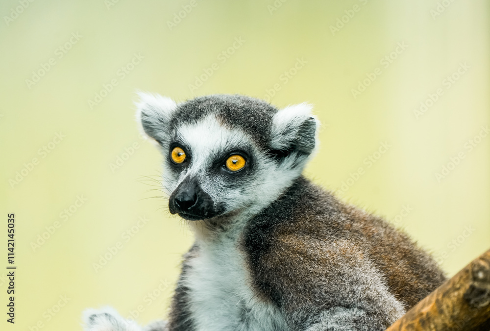 Obraz premium Portrait of a ring-tailed lemur. Animal in close-up. Lemur Catta