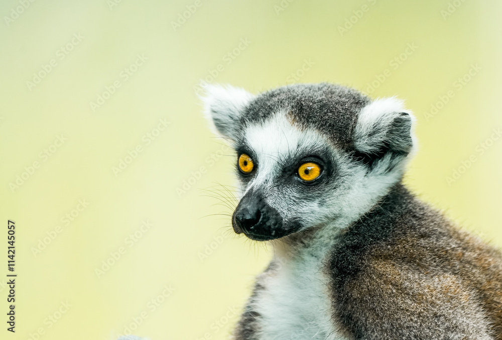 Obraz premium Portrait of a ring-tailed lemur. Animal in close-up. Lemur Catta 