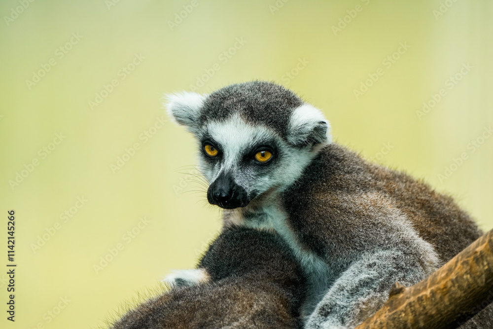 Obraz premium Portrait of a ring-tailed lemur. Animal in close-up. Lemur Catta