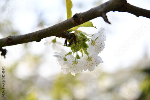 Cherry trees in bloomery photo